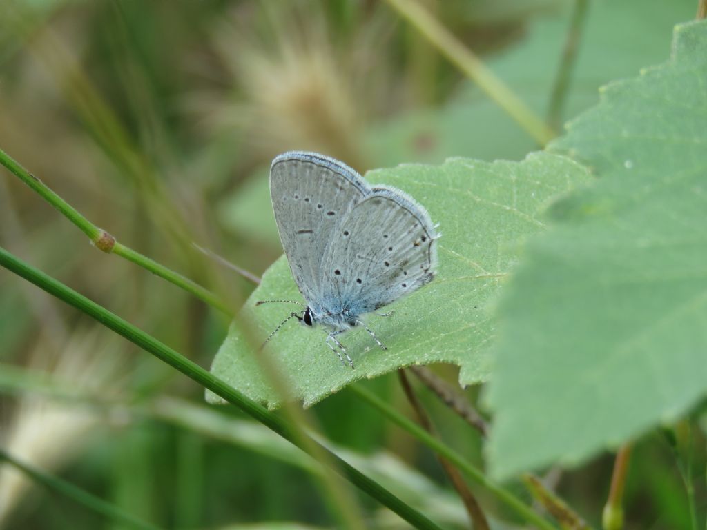 Lycaenidae